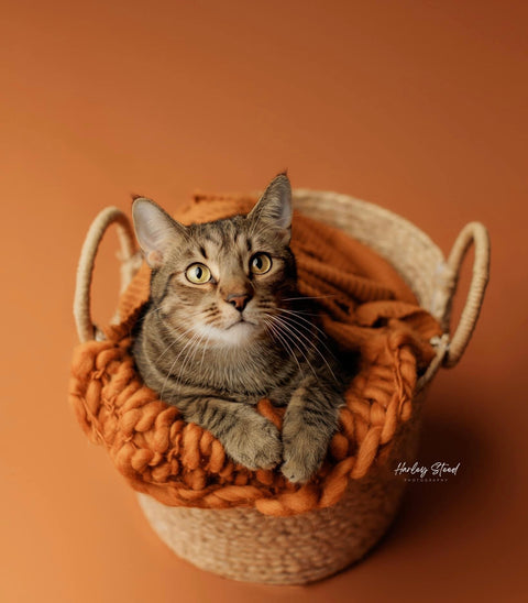 Chunky layer | Spice