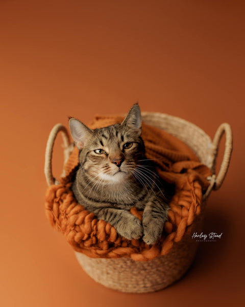 Chunky layer | Spice